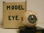 demonstrations:6_optics:6j_the_eye:model_eye:eye.jpg